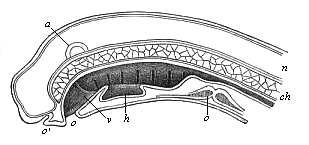 Fig.355. Median section of the head of a
Petromyzon-larva.