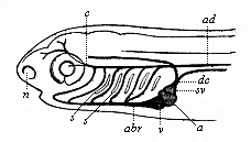 Fig.363. Head of a
fish-embryo, with rudimentary vascular system, from the left.