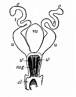 Fig.399. Female sexual
organs of a Monotreme (Ornithorhynchus, Fig. 269).